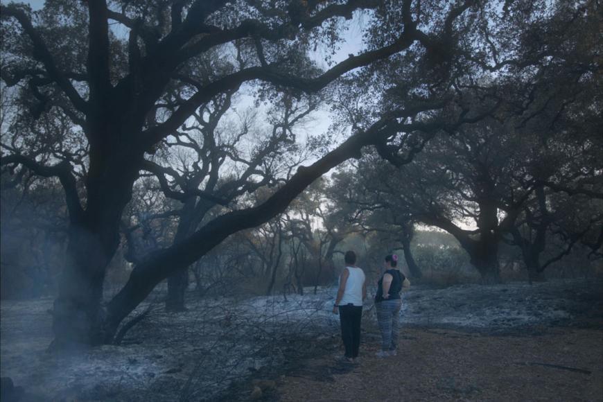 Two persons stand between some trees during sunset.